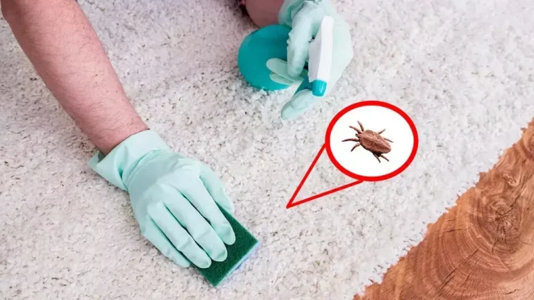 Ev Tozu Akarı Alerjisi Nedir? Belirtileri ve Evde Alınabilecek Önlemler
